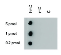 5-hmC | 5-hydroxymethylcytosine (polyclonal) in the group Antibodies for Plant/Algal / DNA/RNA/Cell Cycle / Epigenetics/DNA methylation at Agrisera AB (Antibodies for research) (AS16 3166)
